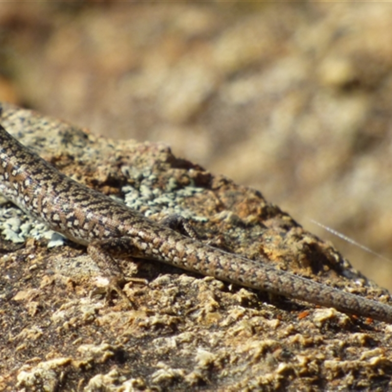 Carinascincus ocellatus