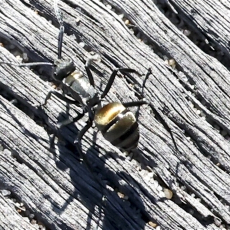 Polyrhachis sp. (ammon grouping)