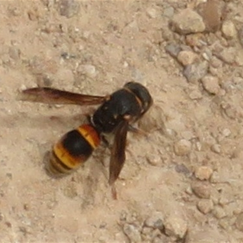 Ceriana (genus)