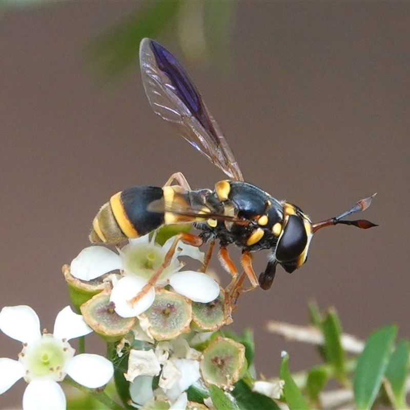 Ceriana (genus)