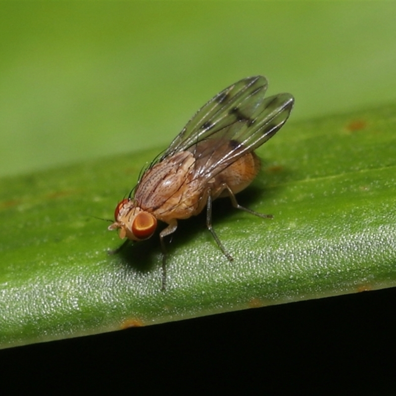 Homoneura (genus)