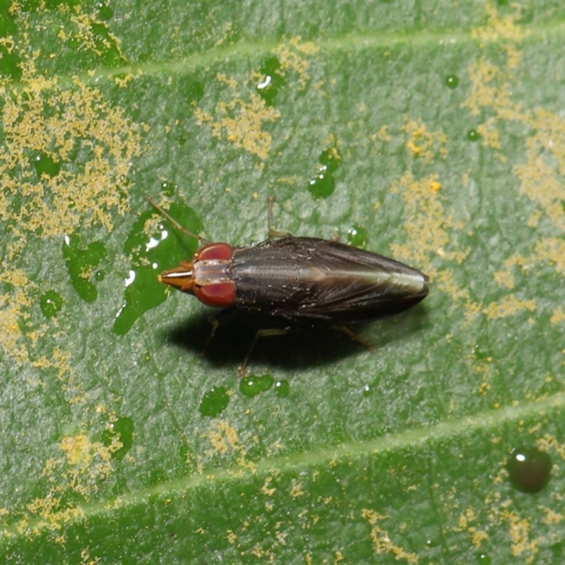 Cephaloconus tenebrosus