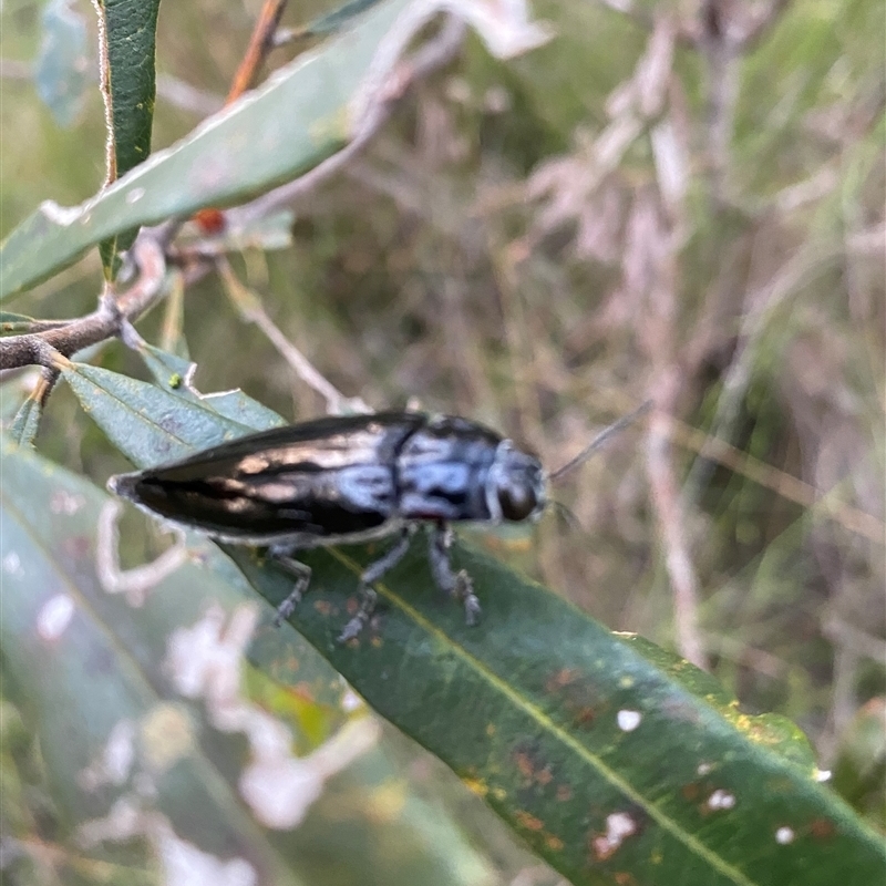 Cyrioides australis