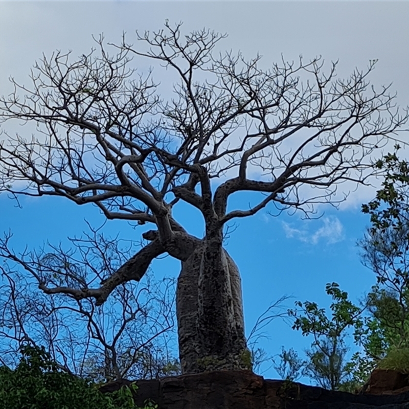 Adansonia gregorii