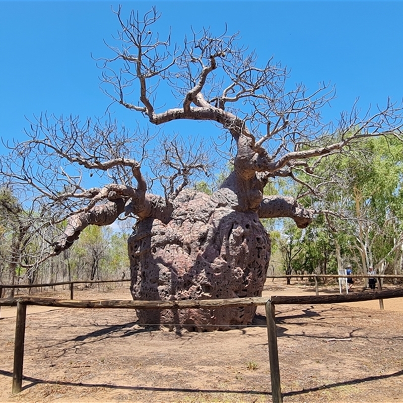 Adansonia gregorii