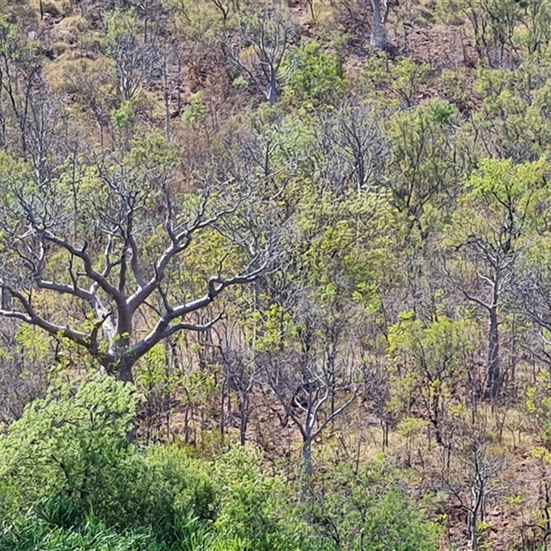 Adansonia gregorii