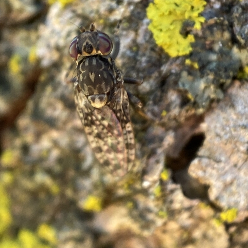 Cairnsimyia robusta