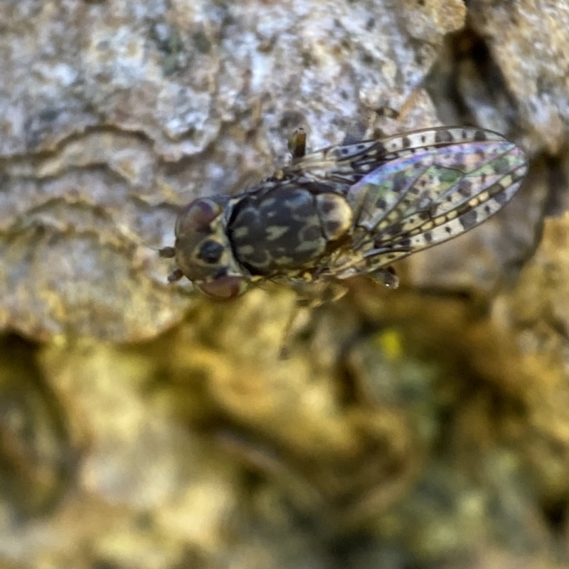 Cairnsimyia robusta