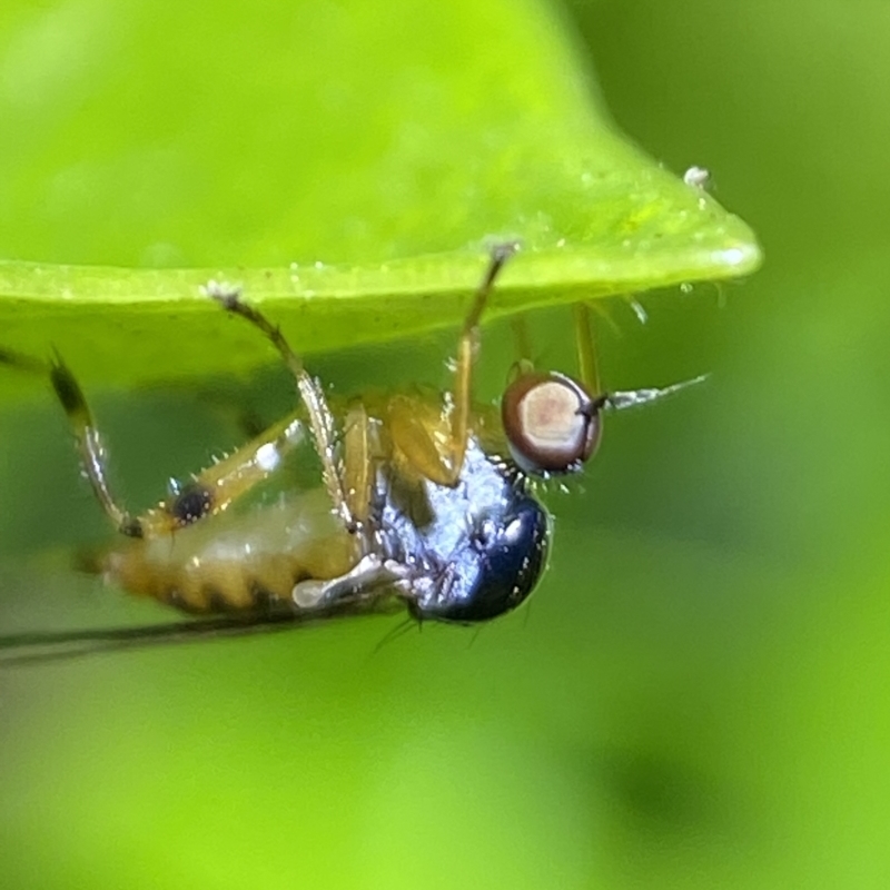 Hoplopeza pulcherrima