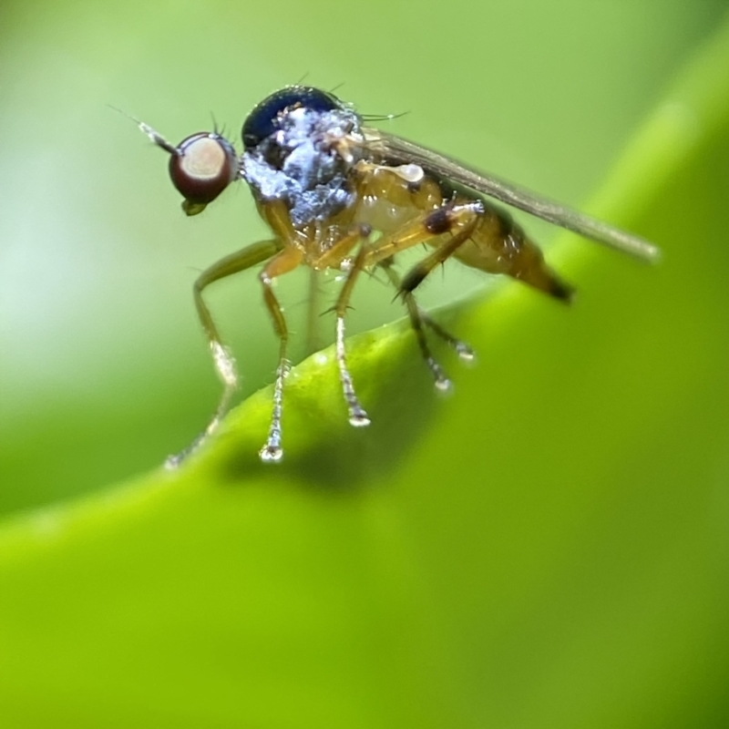 Hoplopeza pulcherrima