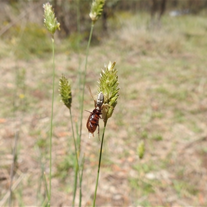 Runcinia sp. (genus)