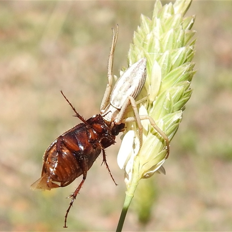 Runcinia sp. (genus)