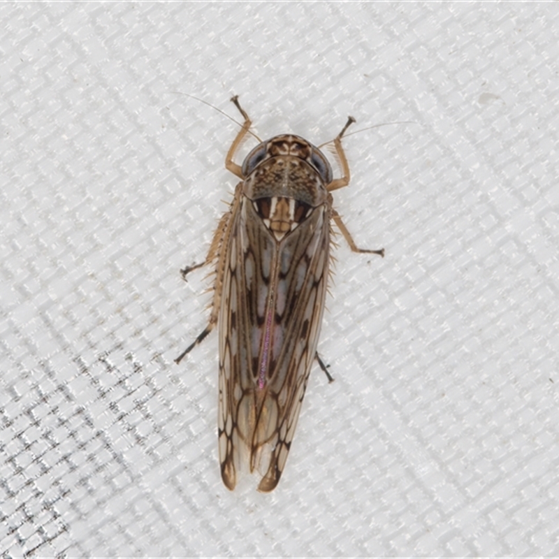 Thamnophryne nysias
