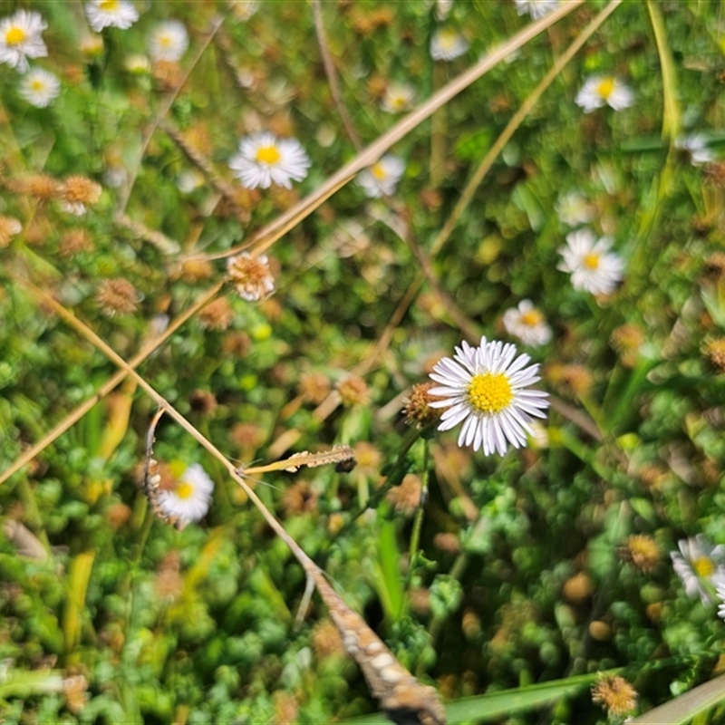 Calotis cuneifolia