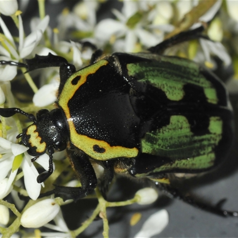 Chlorobapta bestii