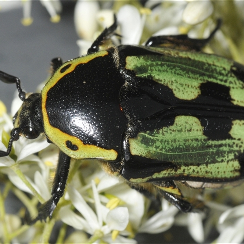 Chlorobapta bestii