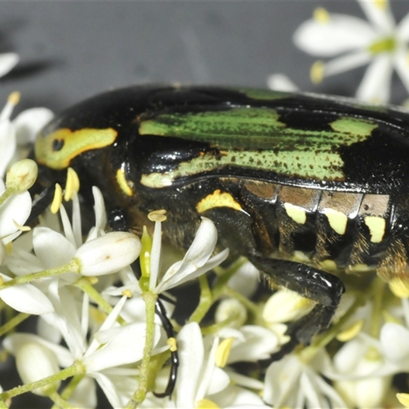 Chlorobapta bestii