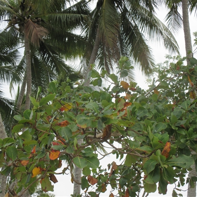 Terminalia arenicola