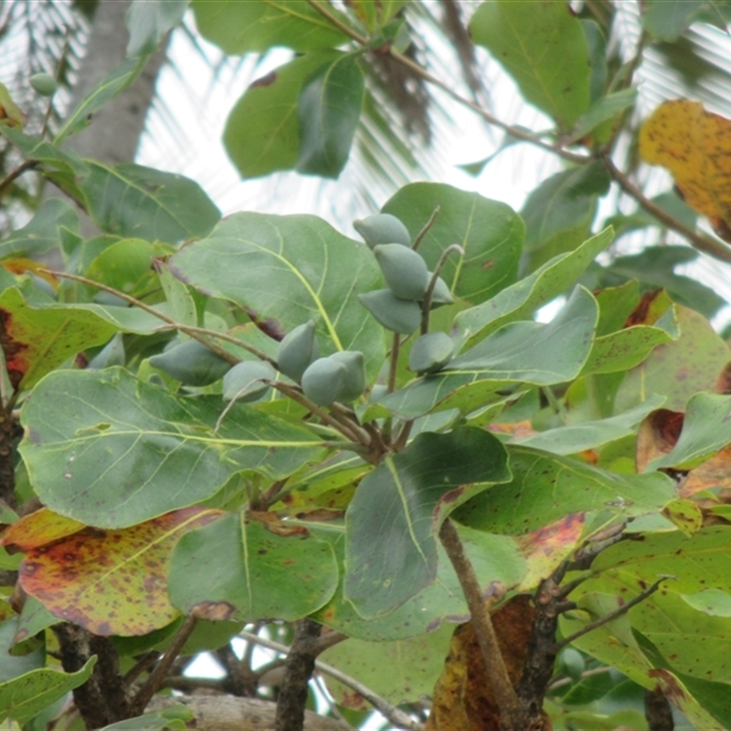 Terminalia arenicola