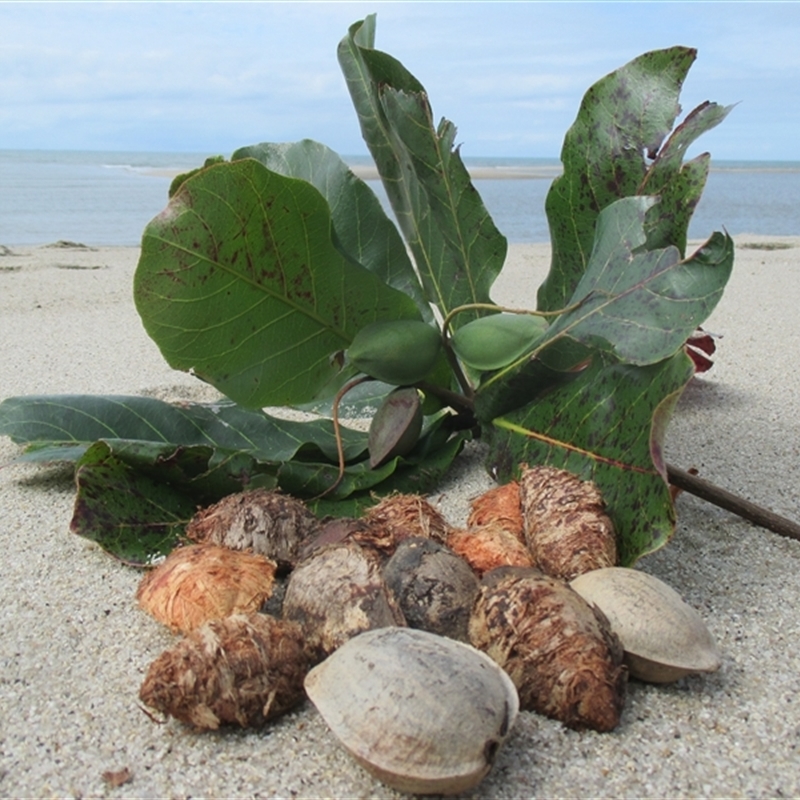 Terminalia catappa