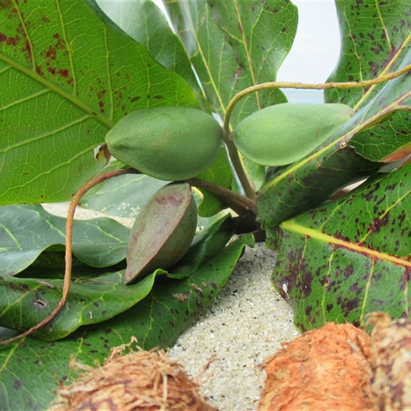 Terminalia catappa