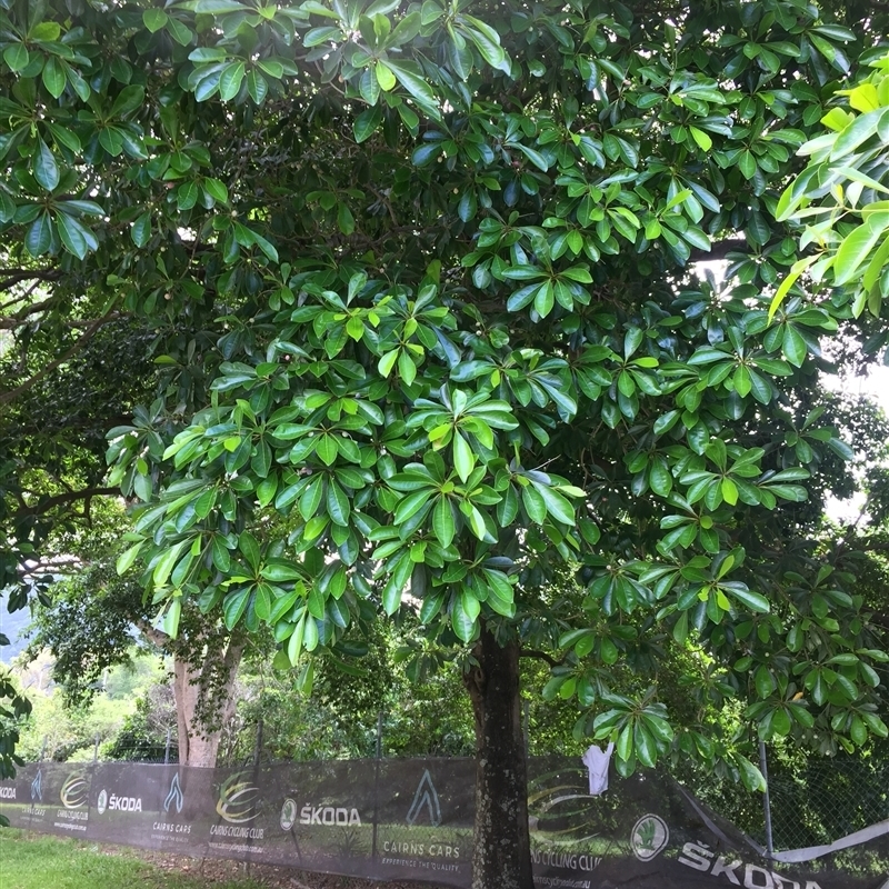 Terminalia microcarpa