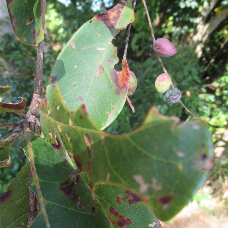 Terminalia muelleri