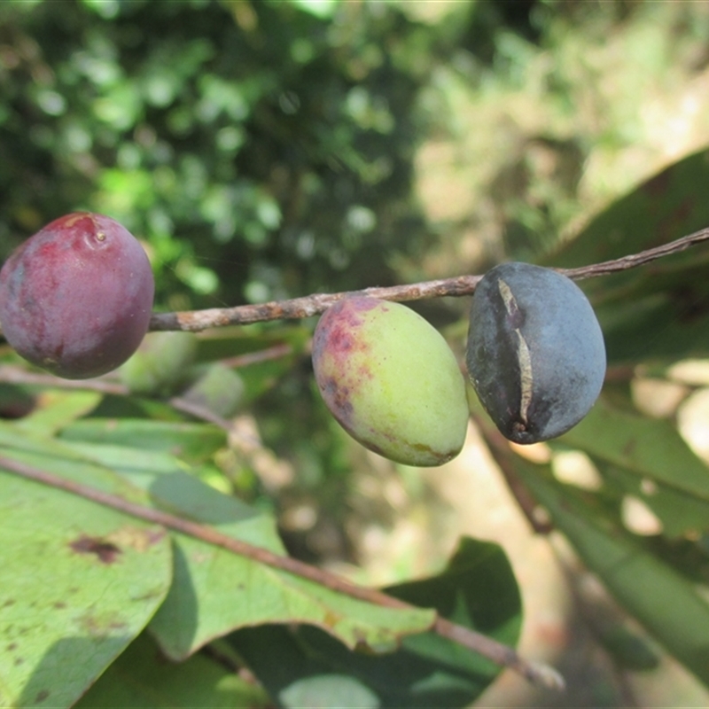 Terminalia muelleri