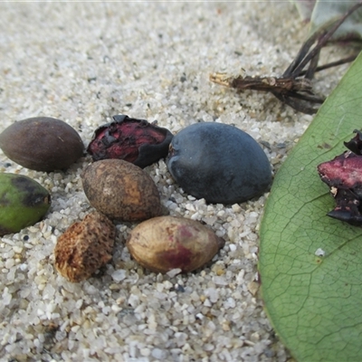 Fruits, nuts and foliage.