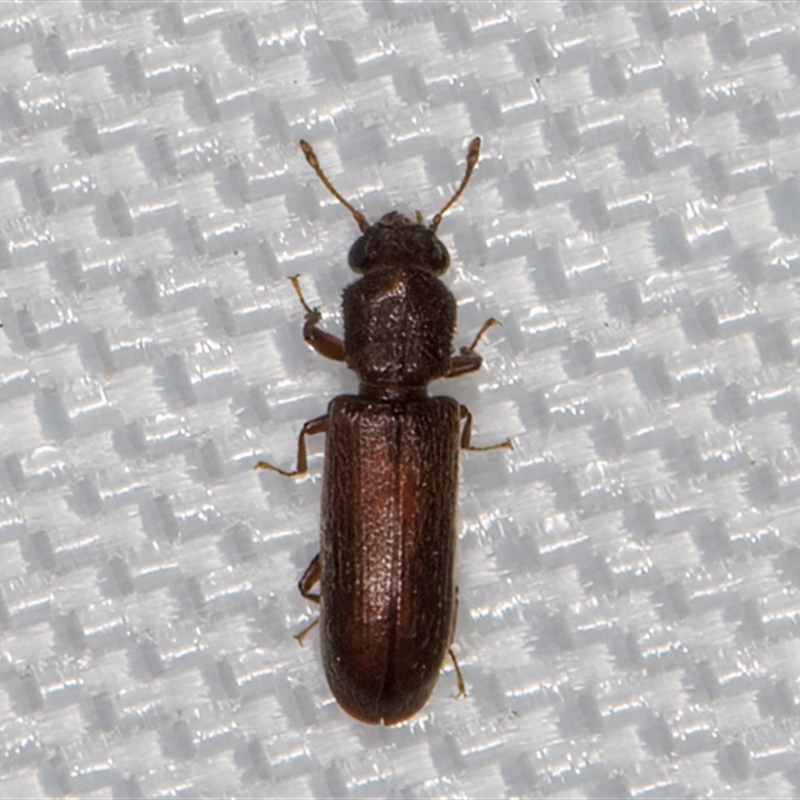 Lyctus parallelocollis