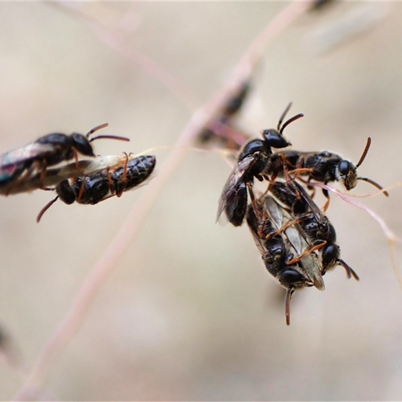 Euryglossa subsericea