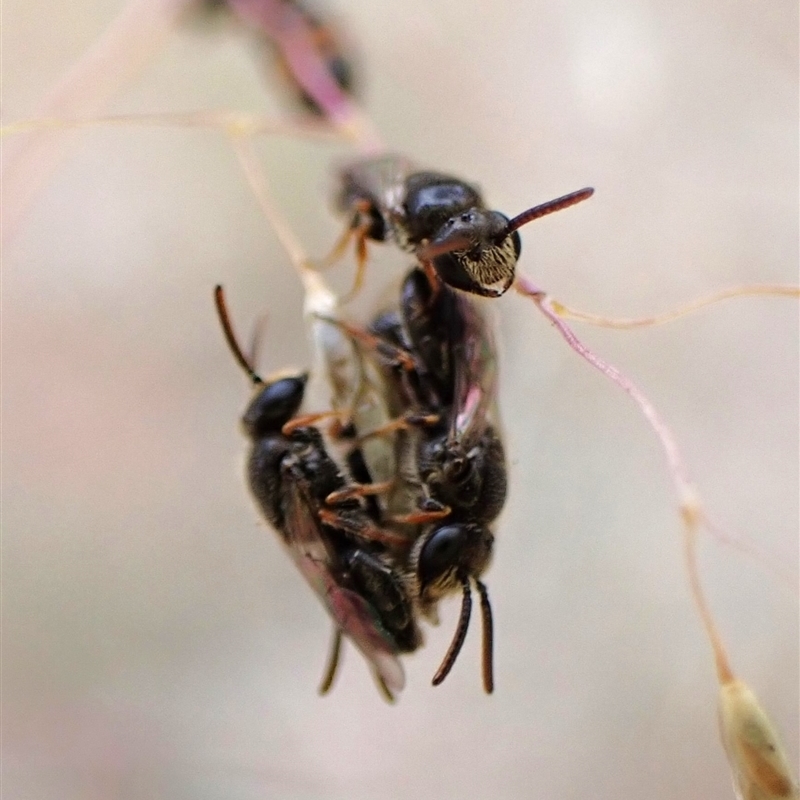 Euryglossa subsericea