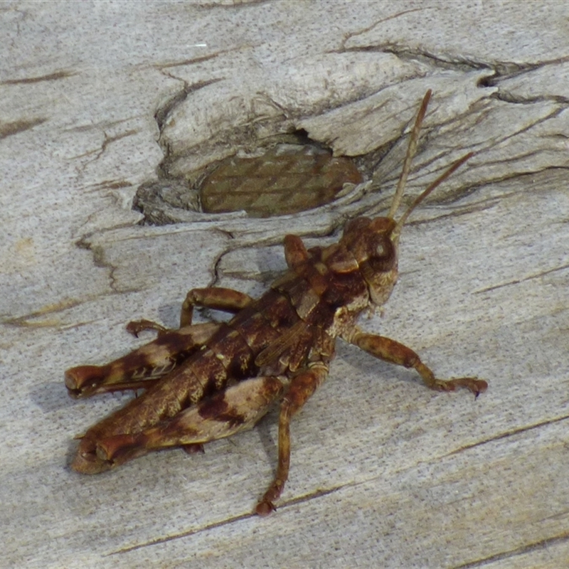 Tasmaniacris tasmaniensis