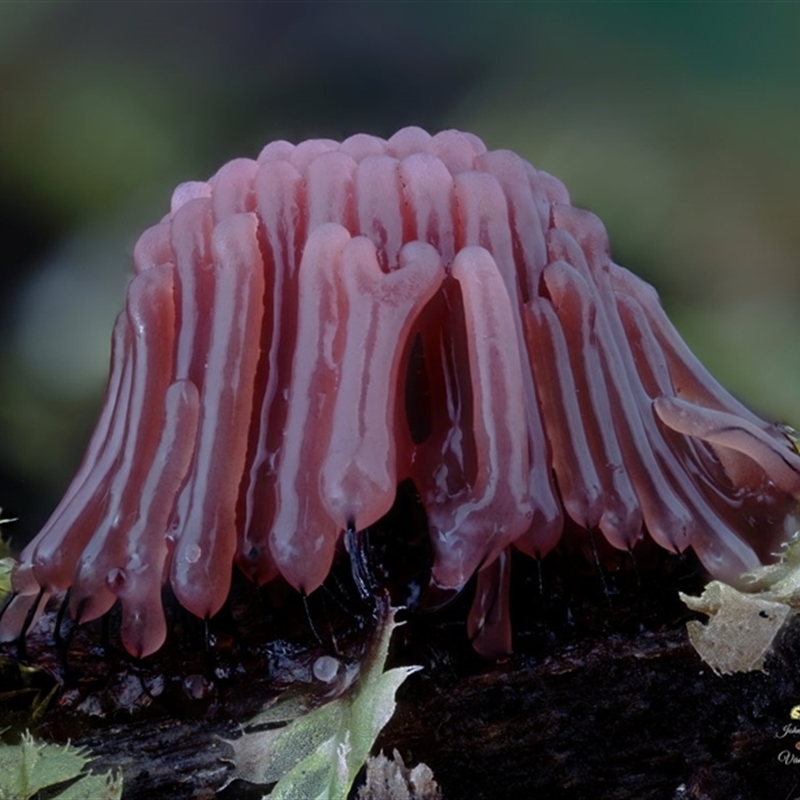 Stemonitis splendens