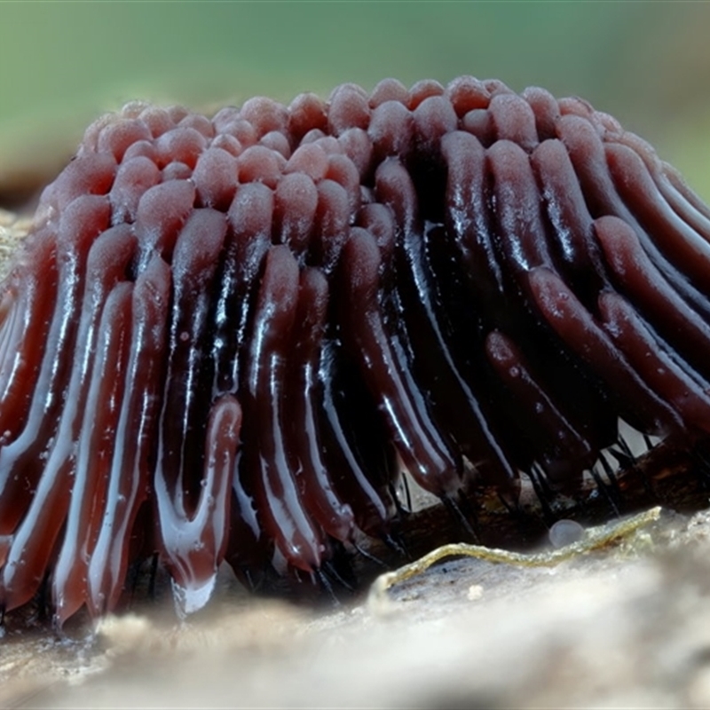 Stemonitis splendens