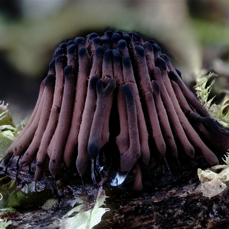 Stemonitis splendens