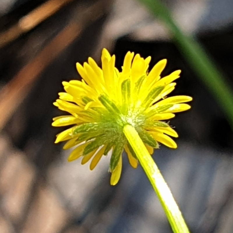 Calotis lappulacea