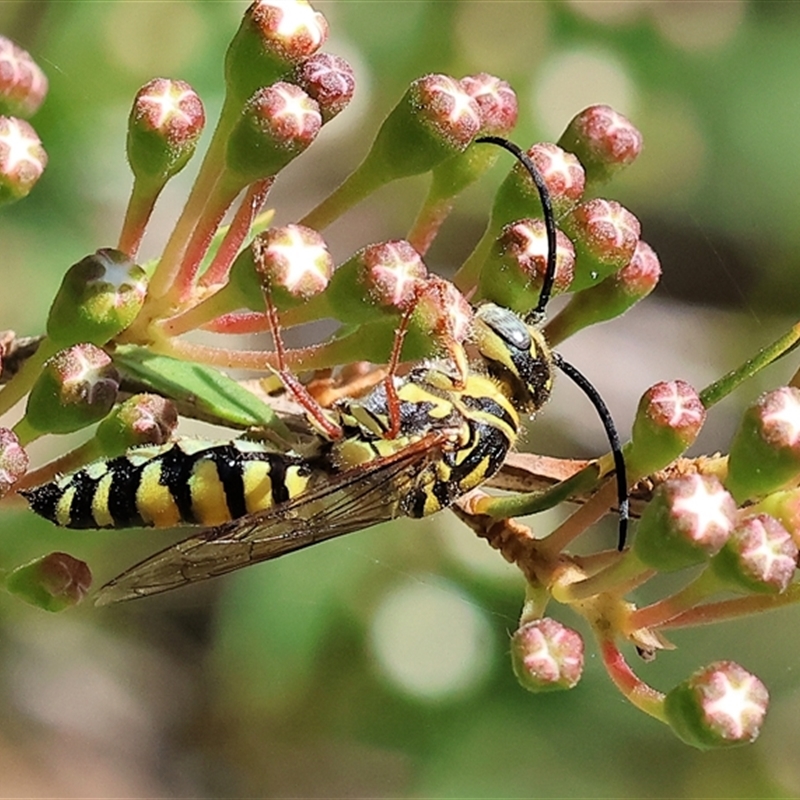 Elidothynnus mellius