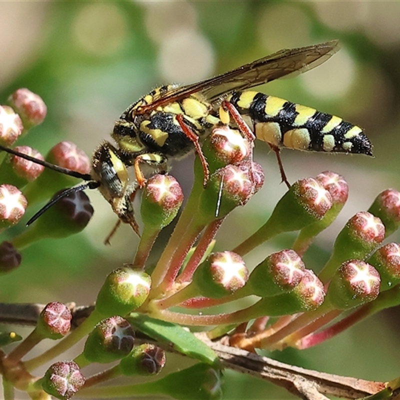 Elidothynnus mellius