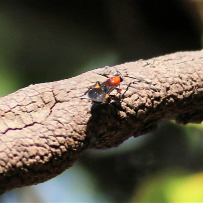 Iphiaulax sp. (genus)