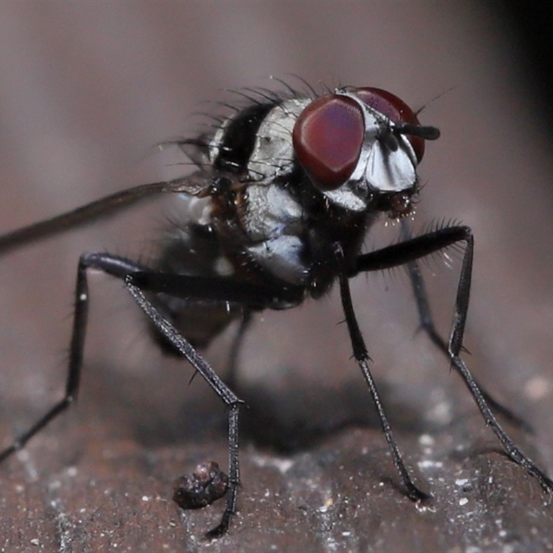 Anthomyia medialis