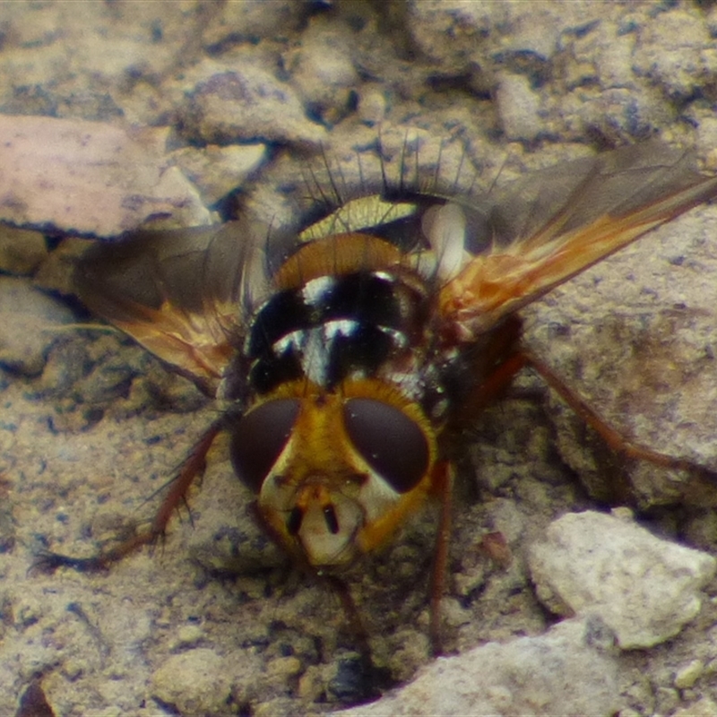 Microtropesa nigricornis