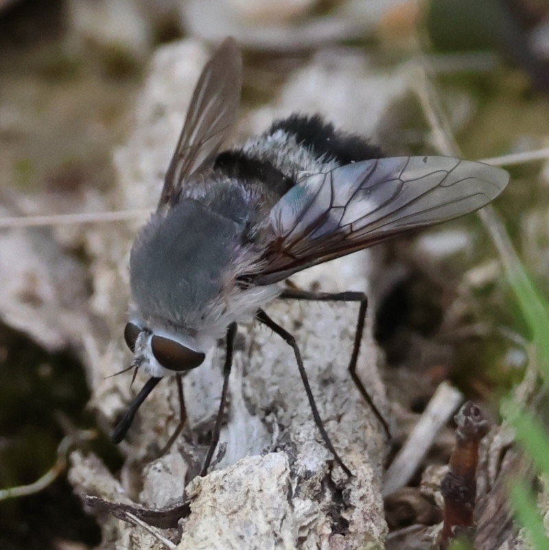 Meomyia albiceps