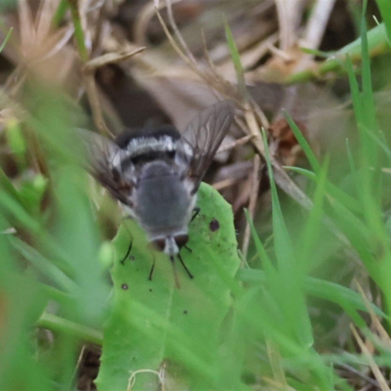 Meomyia albiceps