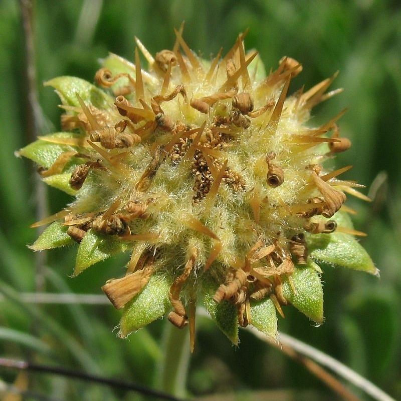 Calotis pubescens