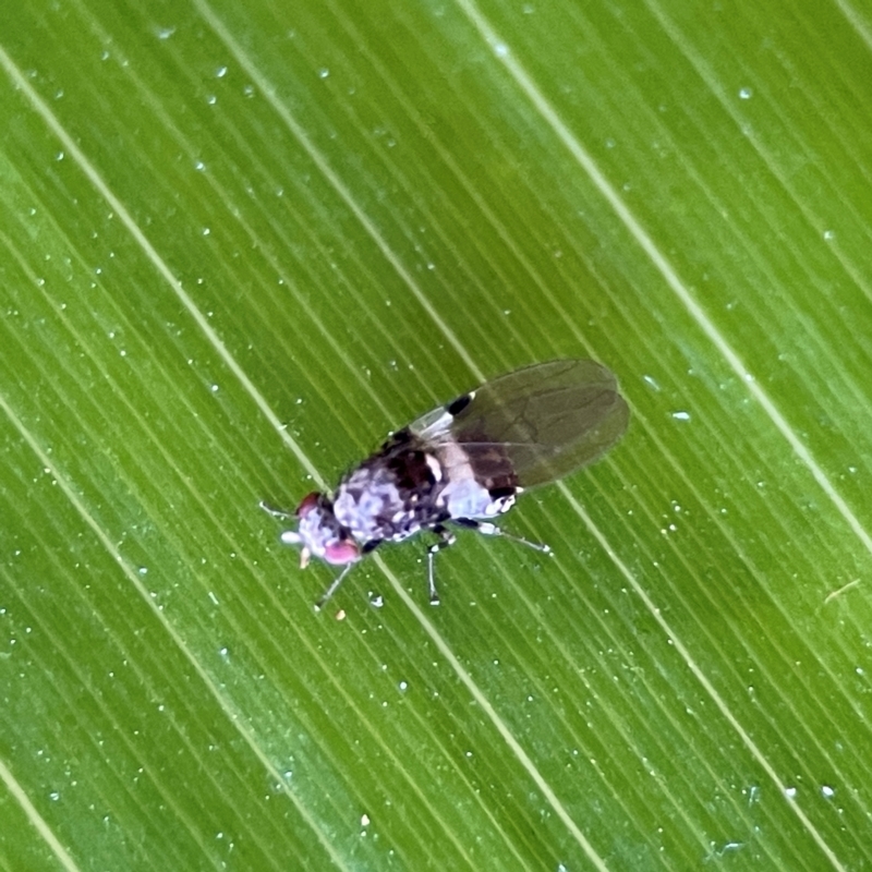 Sapromyza pictigera