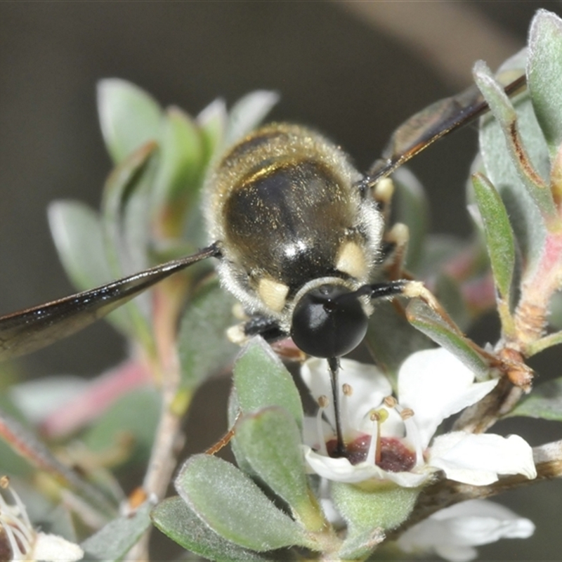 Panops conspicuus