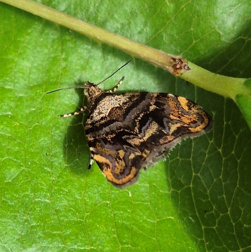 Choreutis metallica