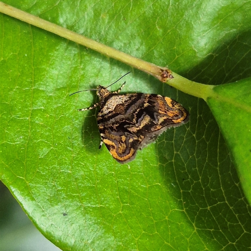 Choreutis metallica