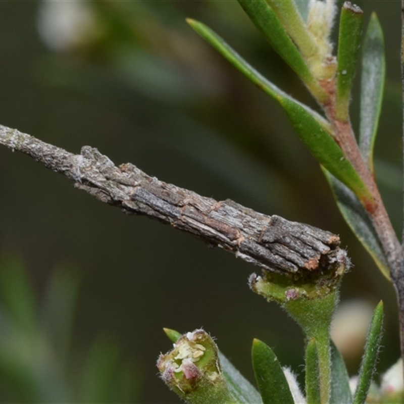 Lepidoscia (genus) near arctiella